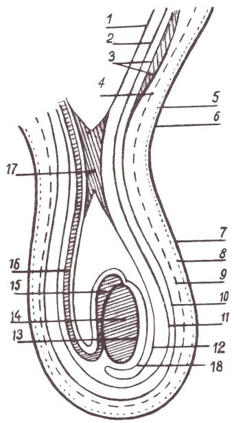 Схема фасциальных оболочек яичка. Строение яичка семенной канатик. Оболочки яичка анатомия схема.