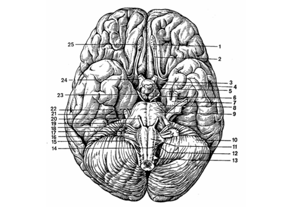 Латинское название мозга. Головной мозг вид снизу анатомия. Головной мозг нижняя поверхность вид снизу. Анатомические образования основания головного мозга. Нижняя поверхность головного мозга анатомия.