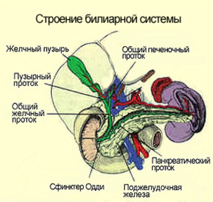 Гепатобилиарная зона что это. Билиарная система человека анатомия. Билиарная система печени строение. Строение желчного пузыря анатомия. Билиарная система желчного пузыря.