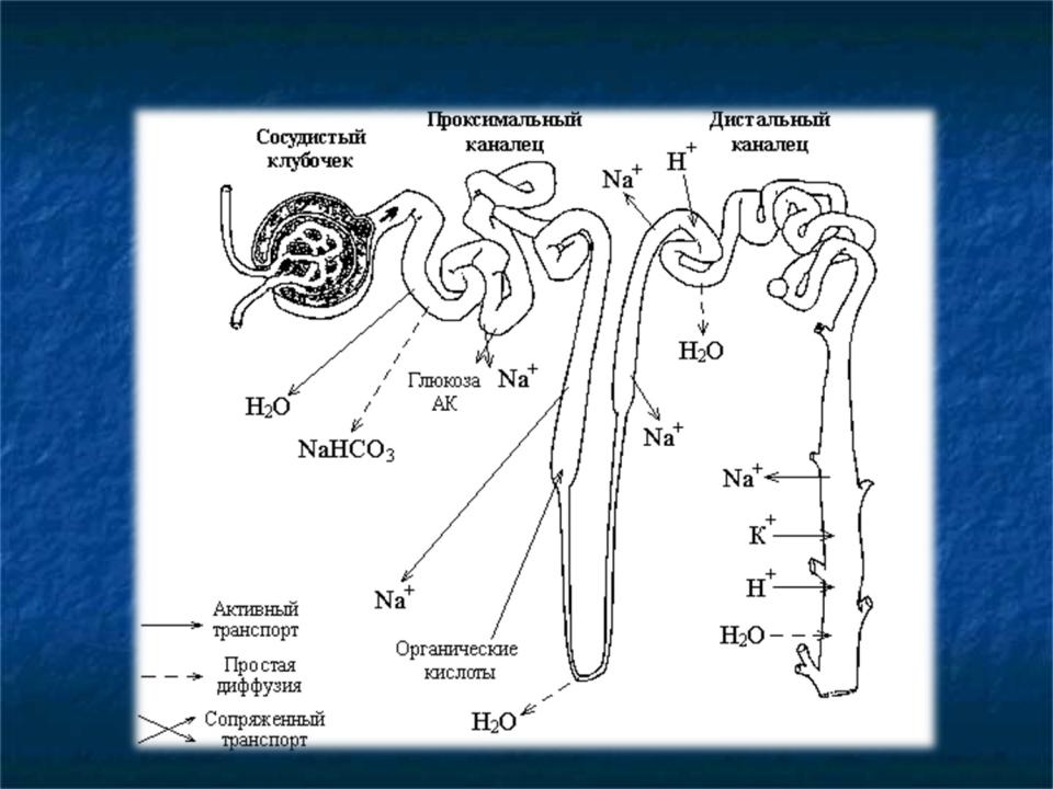 Проксимальный это. Отделы нефрона и их функции таблица. Проксимальный отдел нефрона. Функции разных отделов нефрона. Проксимальный каналец нефрона процессы.
