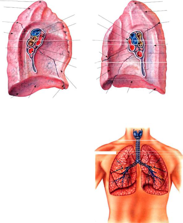 Местоположение легких. Лёгкие человека расположение. Расположение лёгких. Расположение легких у человека.