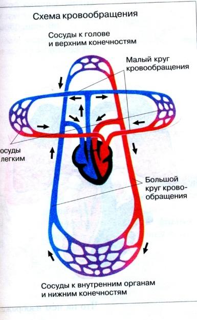 2. Сущность процесса кровообращения. Структуры, осуществляющие процесс кровообра