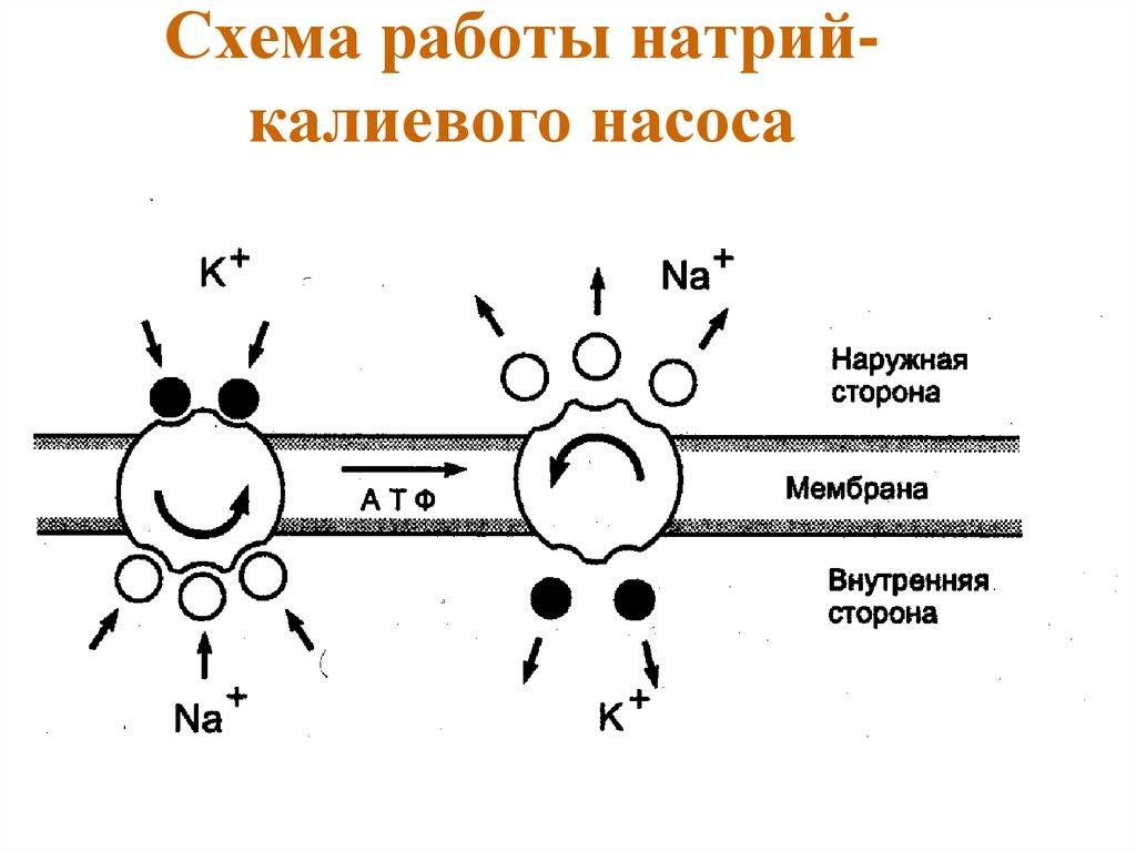 Схема работы в паре. Натрий калиевый насос. Схема работы калий натриевого насоса. Калий натриевый насос схема. Натрий калиевый насос физиология.