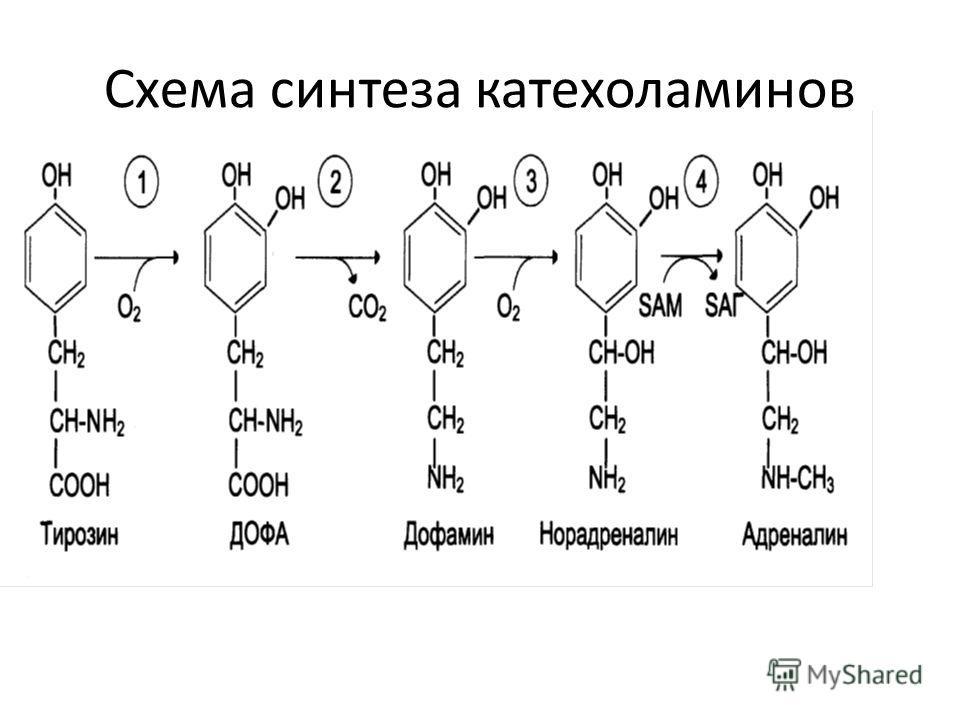 Адреналин образуется. Схема синтеза катехоламинов. Синтез катехоламинов из тирозина схема. Схема синтеза катехоламинов в надпочечниках. Схема синтеза адреналина из тирозина.