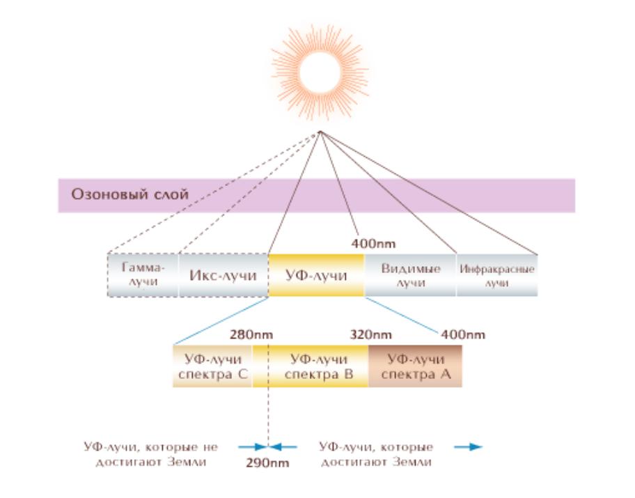 Какое действие оказывают uvb лучи