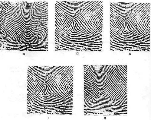 Дуговой узор. Шатровый дуговой папиллярный узор. Пирамидальные дуговые папиллярные узоры. Шатровый узор папиллярных линий. Шатровый дуговой узор дактилоскопия.