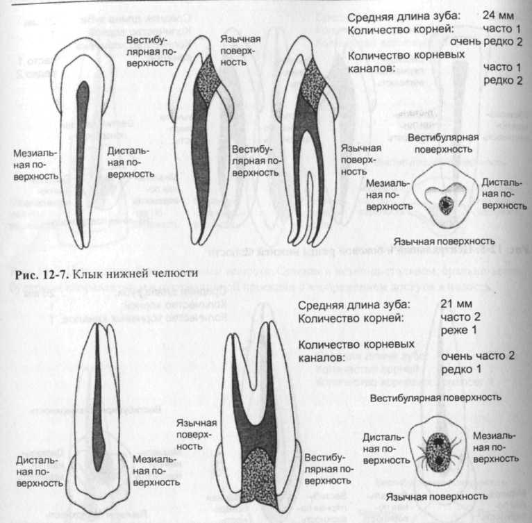 2 корня в зубе. Анатомия корневых каналов зубов верхней и нижней челюсти. Анатомия зубов верхней челюсти каналы. Схема каналов зубов верхней челюсти. Зубы нижней челюсти анатомия корневых каналов.