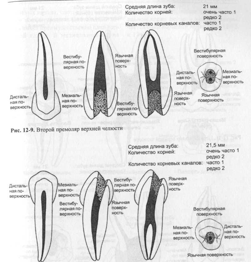 3 корневых каналов. Корневые каналы премоляров верхней челюсти. Анатомия корневых каналов зубов верхней челюсти премоляры. Второй верхний премоляр анатомия корневых каналов.