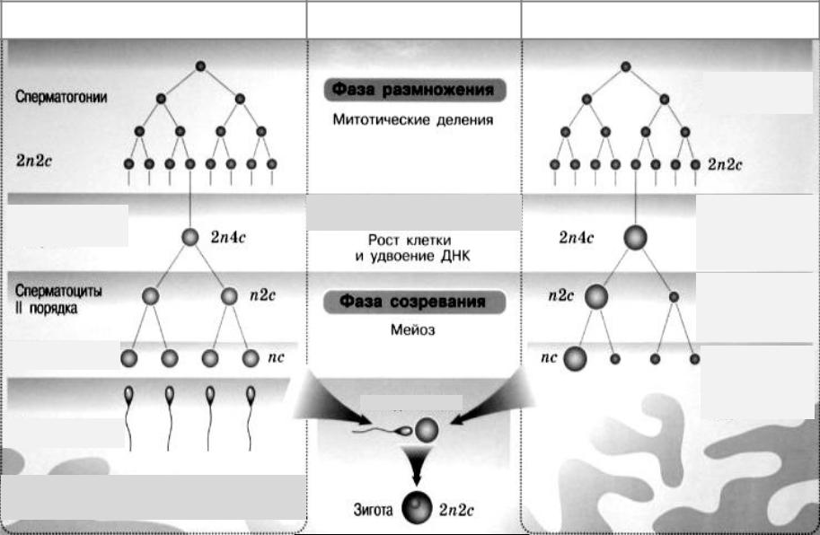 Стадии гаметогенеза мейоз