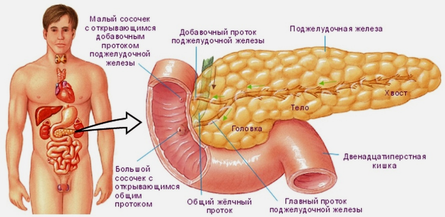 Поджелудочная железа печень роль в пищеварении thumbnail