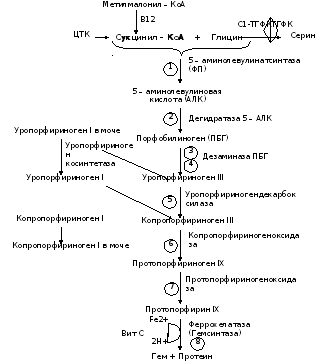 Синтез гему. Синтез гема биохимия схема. Синтез гема биохимия с витаминами. Схемы синтеза гема и его регуляции. Синтез гемоглобина биохимия схема.