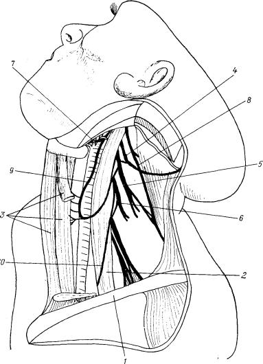 Шейное сплетение рисунок