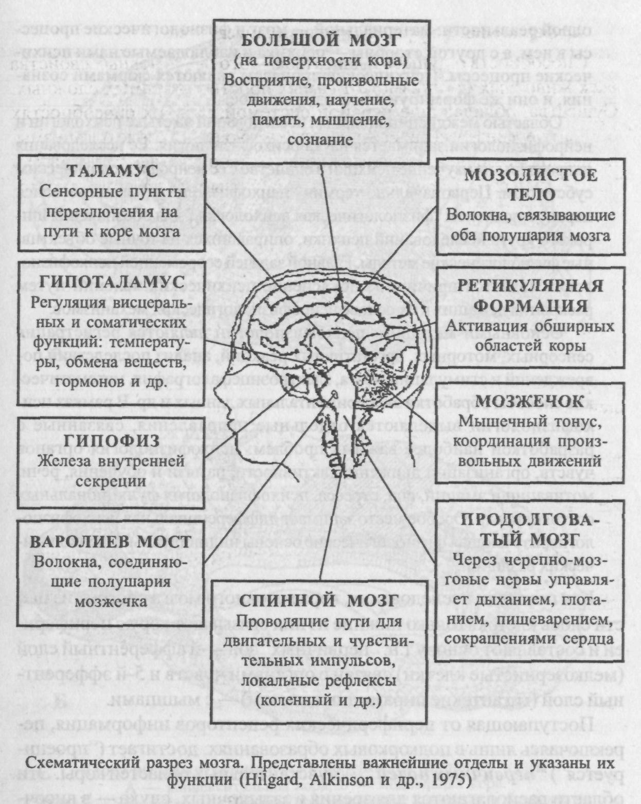 Какие отделы включает головной мозг. Функции отделов головного мозга схема. Мозг человека функции отделов головного мозга. Схема по функциям головного мозга. Схема строения головного мозга.