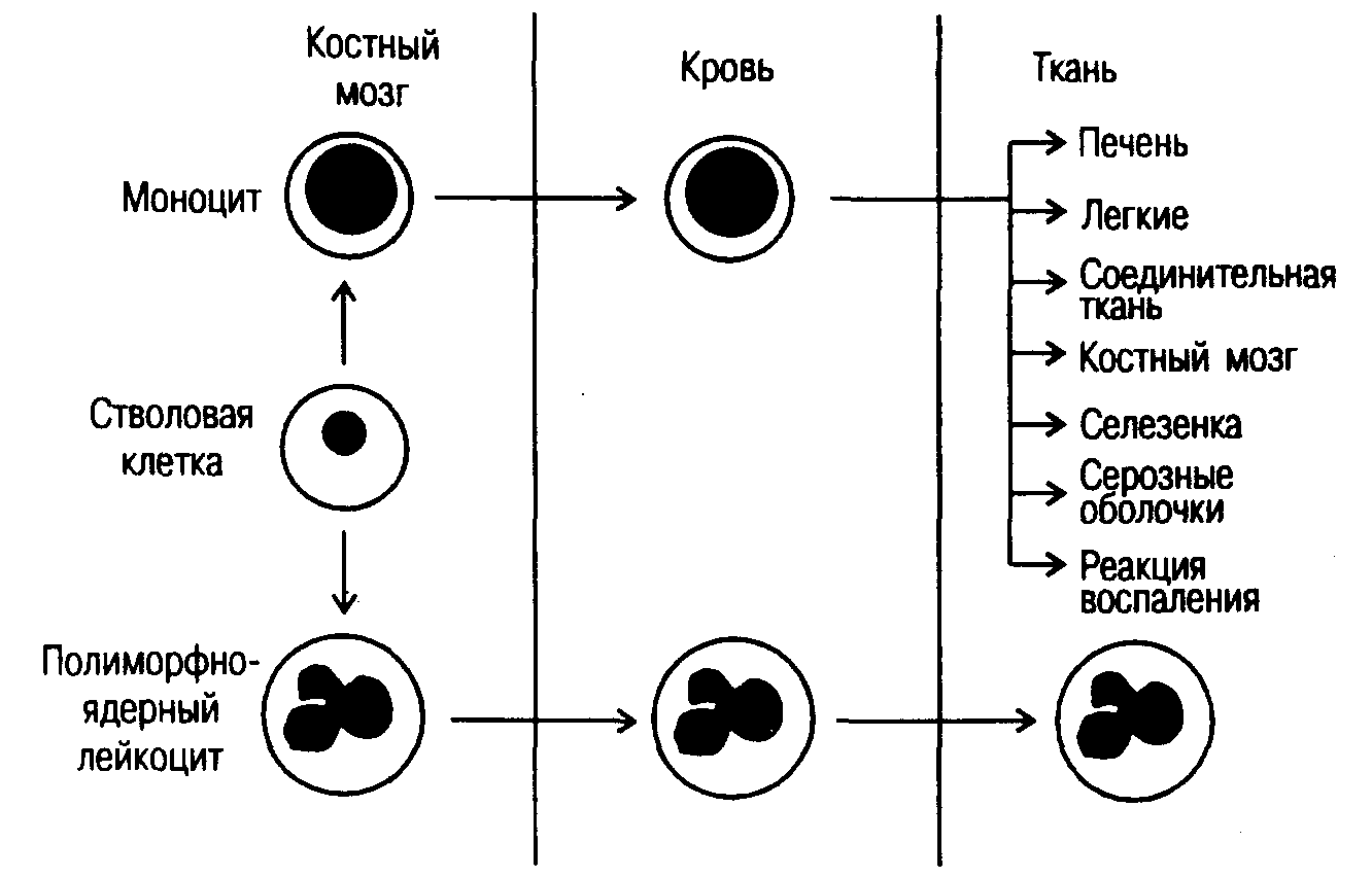 Центральная клетка иммунной системы. Схема клеточного иммунного ответа. Полиморфно ядерный лейкоцит. Клетки иммунной системы. Клетки эффекторы и регуляторы иммунного ответа.