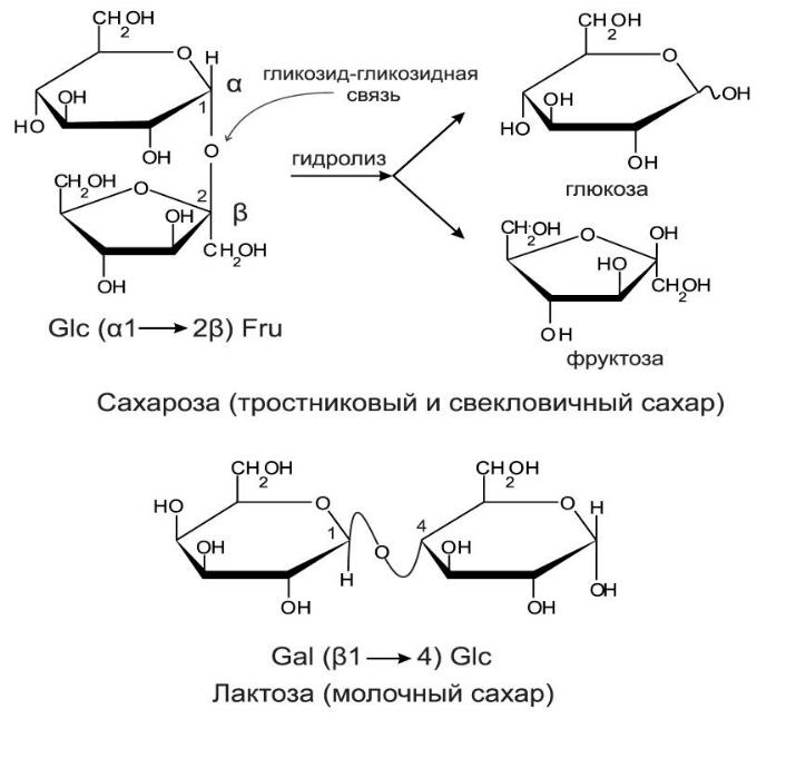 Фруктоза вступает в гидролиз. Схема гидролиза сахарозы. Гидролиз сахарозы реакция. Гидролиз сахарозы. Лактоза с диметилсульфатом реакция.
