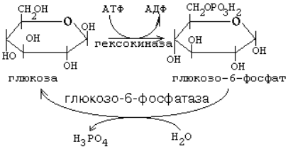 Атф глюкоза адф. Глюкоза в глюкозо 6 фосфат. Глюкозо 6 фосфат макроэргическое соединение. Реакция превращения Глюкозы в глюкозо-6-фосфат. Реакции превращения Глюкозы в глюкозу - 6 фосфат.