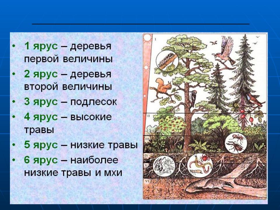 Видовая структура биоценоза презентация