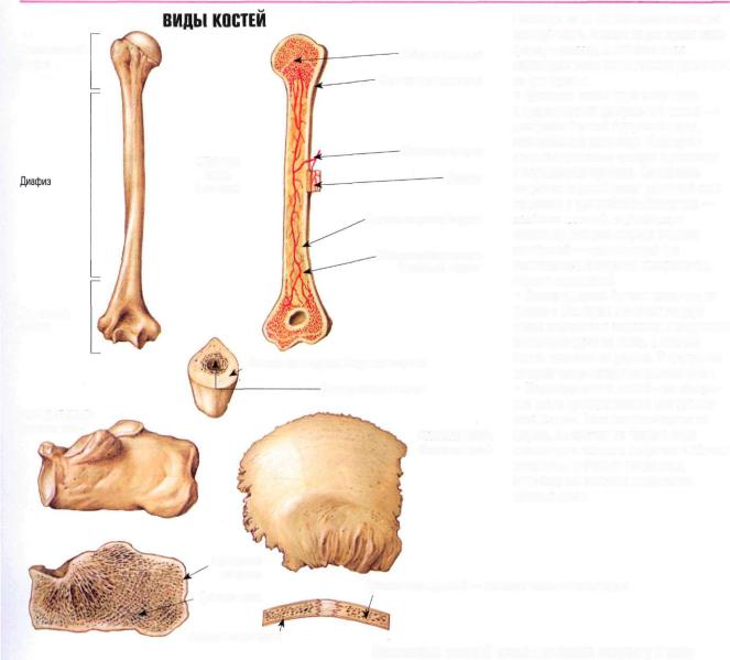 Плоские кости скелета человека