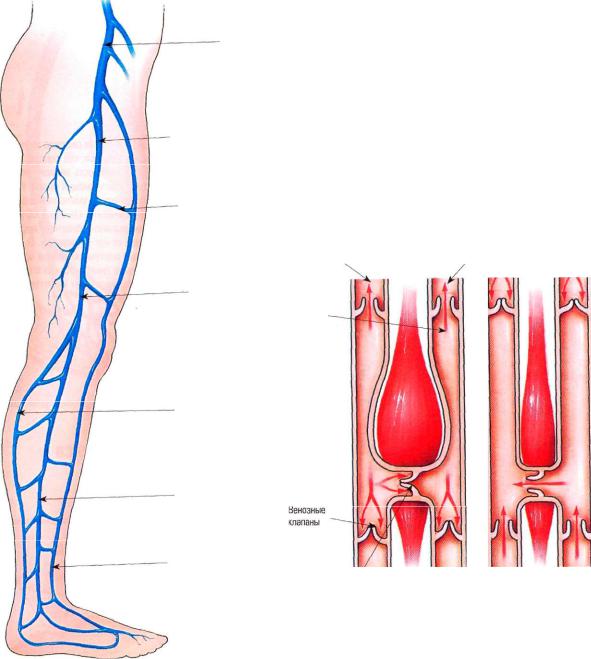 Анатомия вен ноги. Анатомия коммуникантные вены нижних конечностей. Вена Джиакомини анатомия. Вена Джакомини поверхностная. Вены нижней конечности анатомия варикоз.
