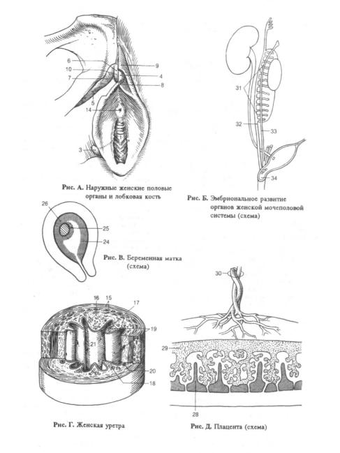 Железа женские органы. Малые преддверные железы. Наружные половые органы строение схема. Наружные женские половые органы строение. Строение наружных женских половых органов анатомия.