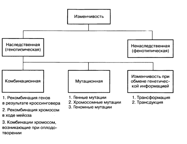 Формы изменчивости фото Shkola-2.ru