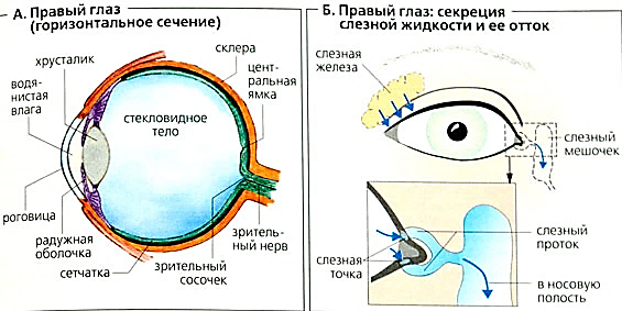 Где взять глаз. Водянистая влага глаза строение и функции. Внутриглазная жидкость строение и функции. Водянистая влага глаза анатомия. Отток слезной жидкости анатомия.