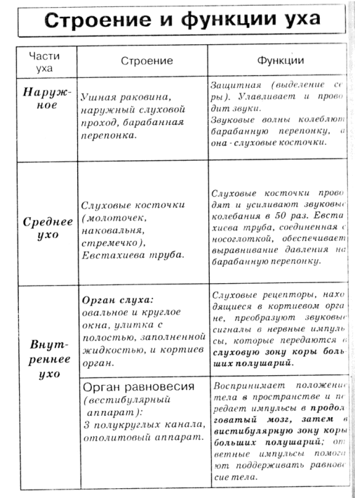 Картинки ТАБЛИЦА ПО БИОЛОГИИ СТРОЕНИЕ И ФУНКЦИИ КЛЕТКИ