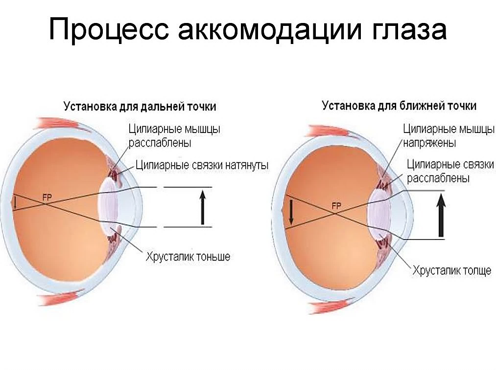 Какую форму имеет хрусталик. Аккомодационный аппарат глазного яблока. Строение глаза человека аккомодация. Механизм напряжения аккомодации. Строение глаза аккомодация.