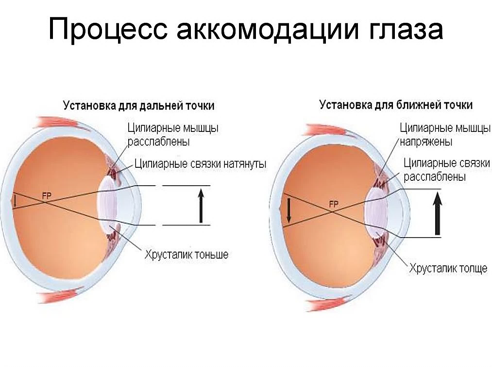 Какие характеристики хрусталика обеспечивают его аккомодацию