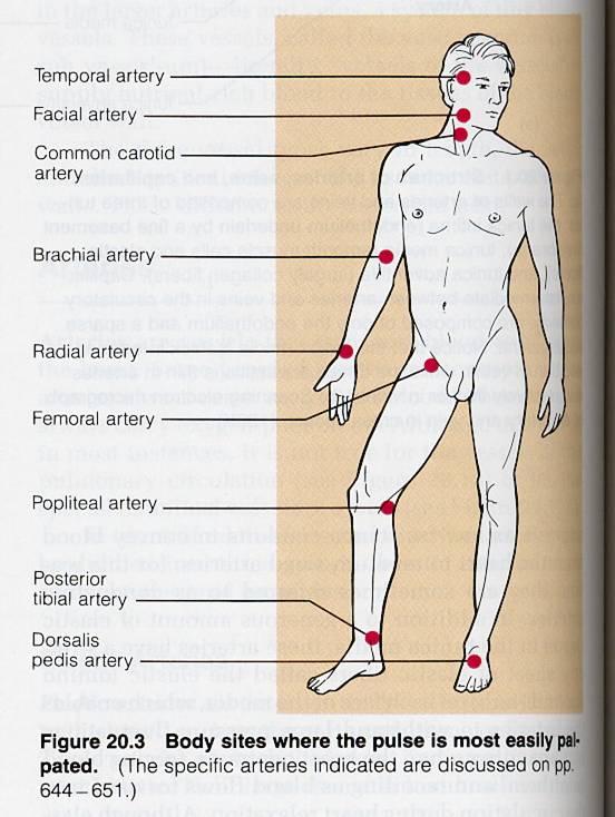 Сильный пульс в ногах. Места измерения пульса у человека. Точки определения пульса. Точки пульса у человека. Точки определения пульса на теле человека.