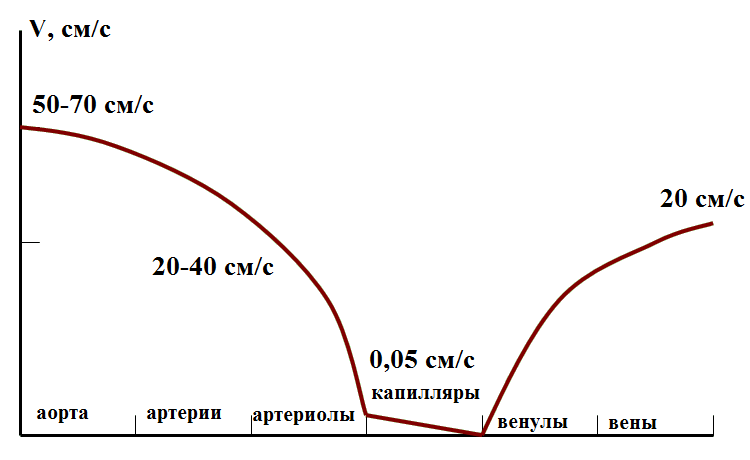 Ламинарное и турбулентное течение крови по сосудам