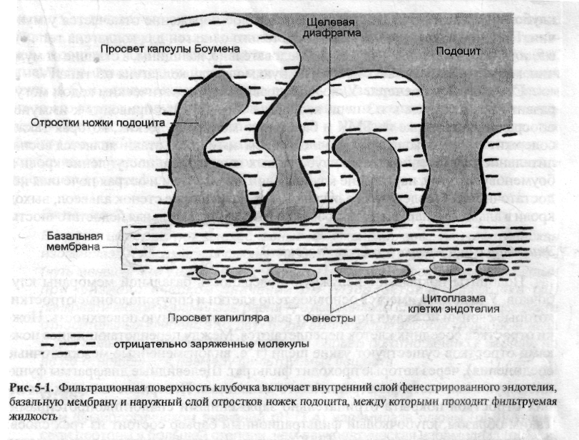 Базальная мембрана клубочка