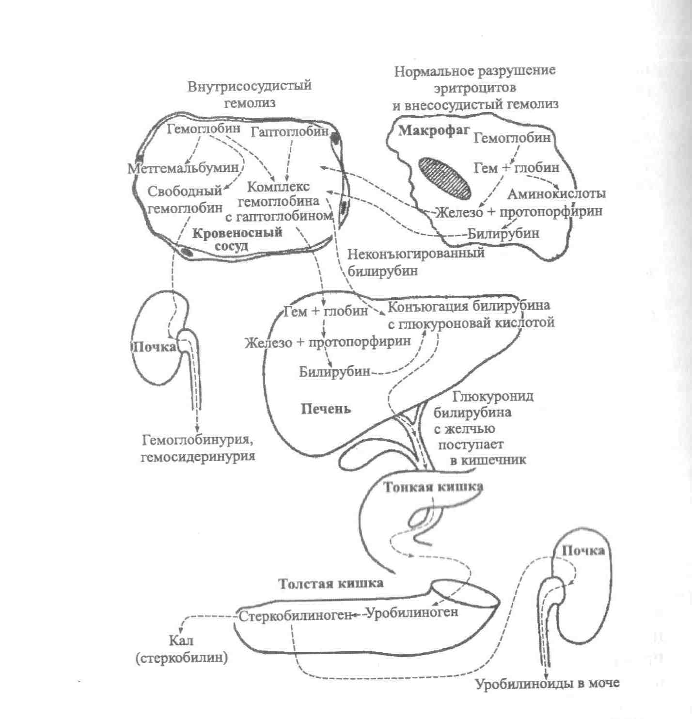 Понятие об анемии и эритроцитозе
