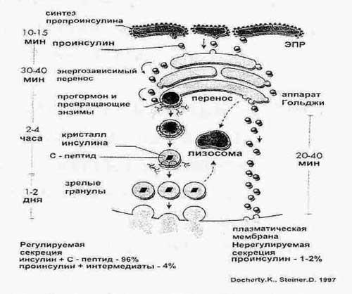 Синтез инсулина последовательность. Схема синтеза инсулина. Этапы синтеза инсулина биохимия. Синтез и секреция инсулина. Синтез инсулина в поджелудочной железе.