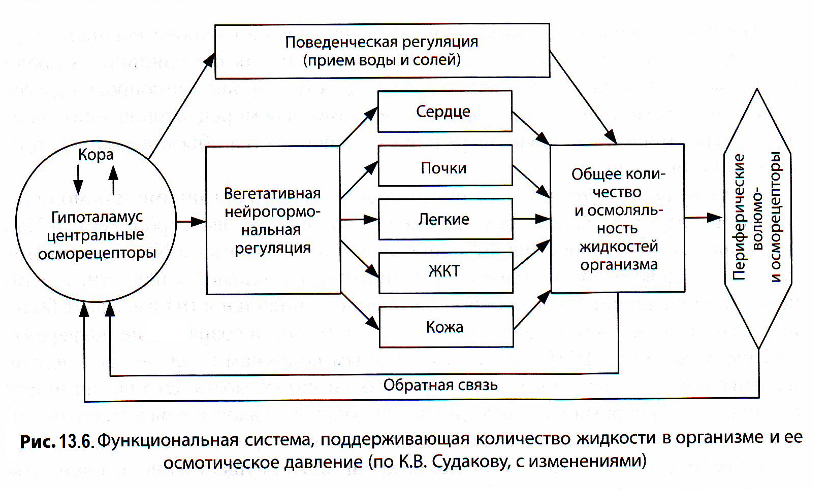 Функциональная система поддержания осмотического давления. Гомеостаз схема. Функциональная система поддержания осмотического давления крови. Функциональная система поддерживающая осмотическое давление.