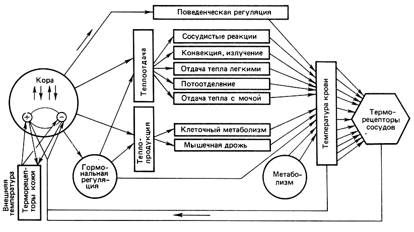 Функциональное постоянство. Структурная организация системы терморегуляции. Схема функциональной системы терморегуляции. Функциональная система поддержания температуры тела физиология. Функциональная система терморегуляции физиология.