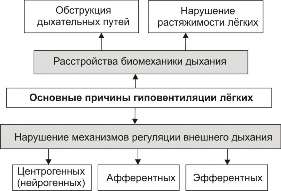 На рисунке изображена схема объясняющая механизм внешнего дыхания человека какое общее свойство