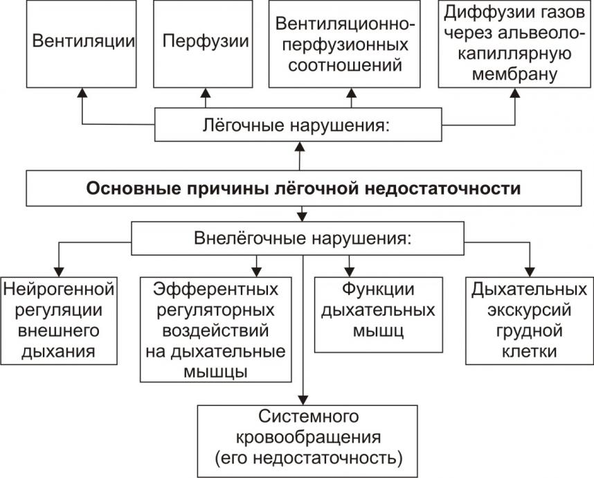 Диффузия и перфузия. Основные причины недостаточности внешнего дыхания. Недостаточность системы внешнего дыхания классификации. Патогенетические формы дыхательной недостаточности. Патогенез нарушения диффузии газов.