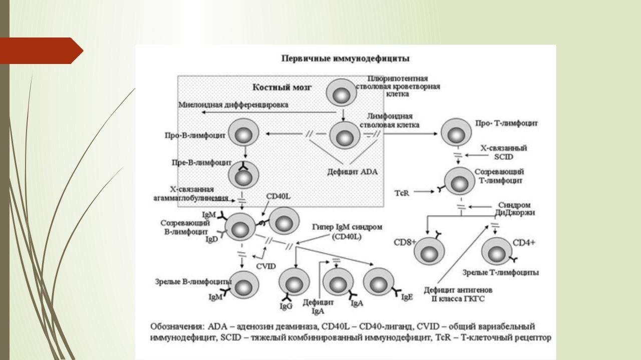 Тяжелый иммунодефицит. Механизм развития иммунодефицита. Механизм развития первичных иммунодефицитов. Схема развития первичных иммунодефицитов. Классификация первичных иммунодефицитов иммунология.