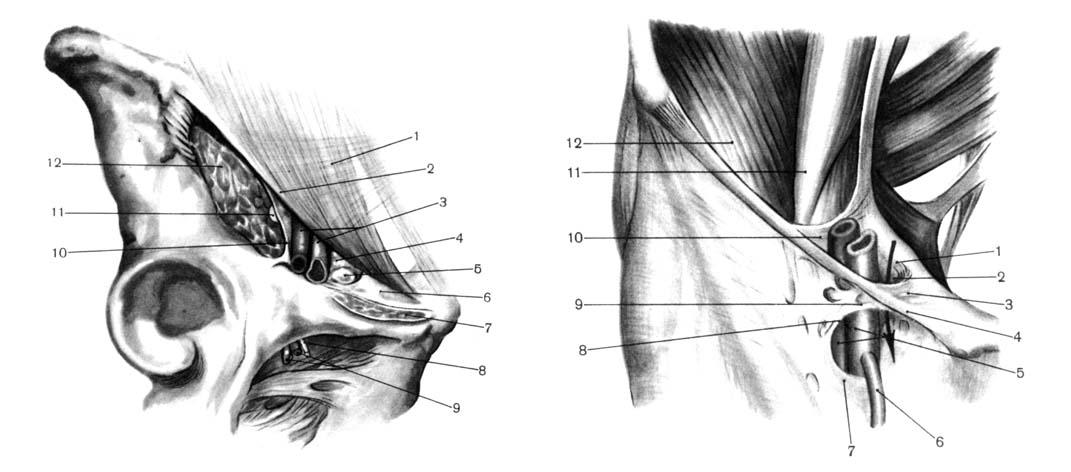 Топографическая анатомия бедренных грыж