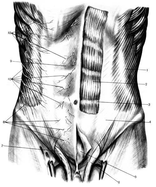 Боль брюшной стенки живота. Переднебоковая стенка живота мышцы. Мышцы переднебоковой брюшной стенки. Переднебоковая стенка живота линии. Топография переднебоковой брюшной стенки.