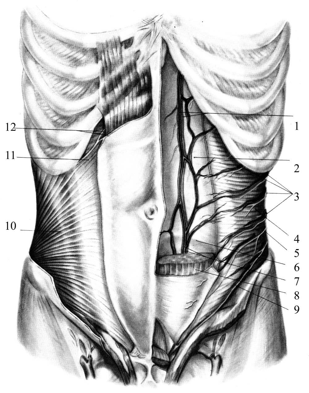 Области брюшной стенки живота. Топография брюшной стенки. Переднебоковая стенка живота мышцы. Мышцы брюшной стенки топографическая анатомия. Топографическая анатомия передней брюшной стенки.