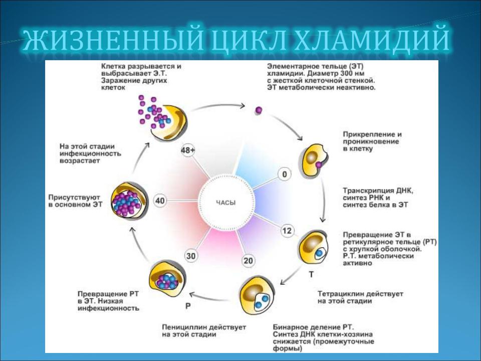 Развитие хламидий. Жизненный цикл хламидии микробиология. Жизненный цикл хламидий схема. Этапы жизненного цикла хламидий. Стадии жизненного цикла хламидии.