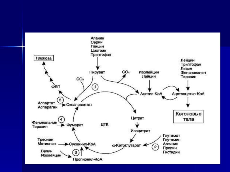 Глюкоза ацетил коа. Схема синтеза Глюкозы из пропионил КОА. Схема синтеза Глюкозы из глутамата. Синтез Глюкозы из аланина биохимия. Схема синтеза Глюкозы из аминокислот.