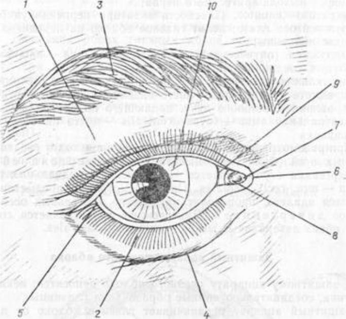 Глаз чертеж. Веки глазница защитный аппарат глазного яблока. Вспомогательный аппарат глазного яблока схема. Нижнее веко схема.