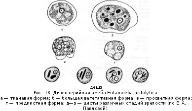 Схема жизненного цикла развития дизентерийной амебы. Вегетативная форма дизентерийной амебы. Цикл развития дизентерийной амебы рисунок. Крупная вегетативная форма дизентерийной амебы. Жизненные формы амебы