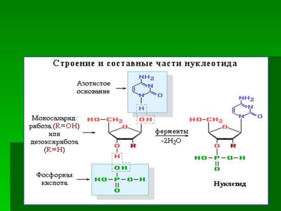 Пентоза рибоза