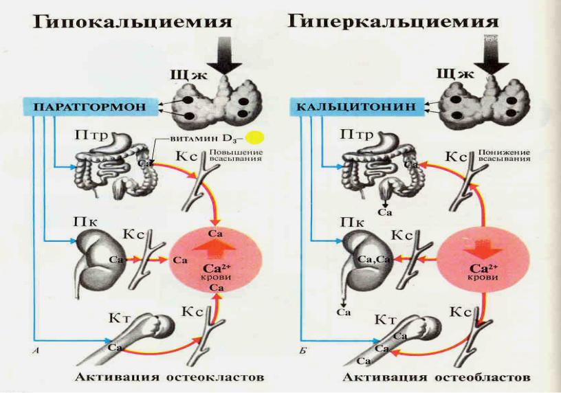 На рисунке схематично изображен механизм поддержания нормальной концентрации кальция в организме