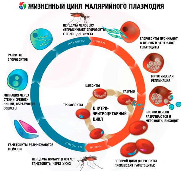 Рассмотрите рисунок на котором представлен цикл развития малярийного плазмодия и ответьте на вопросы