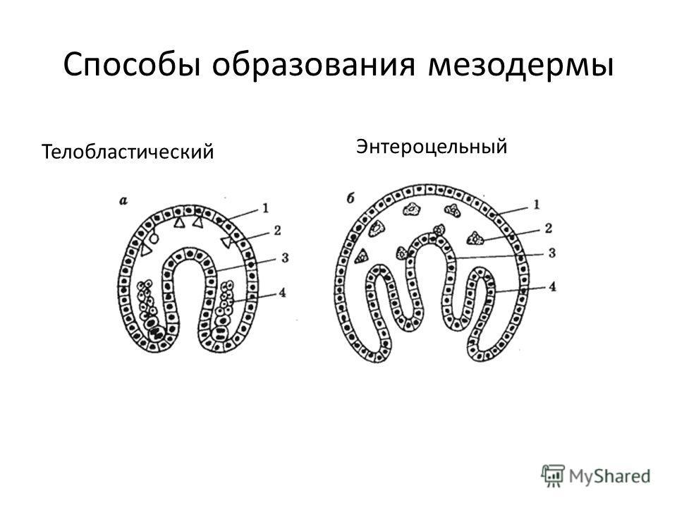 Появление третьего слоя клеток в зародыше червей направление эволюции